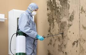 Why You Should Choose Our Mold Remediation Services in Duncanville, TX